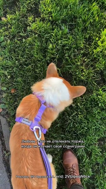 Шлейка #811348149, перестежка #1644074105 от Pro Comfort #корги #поводокдлясобак #поводокперестежка