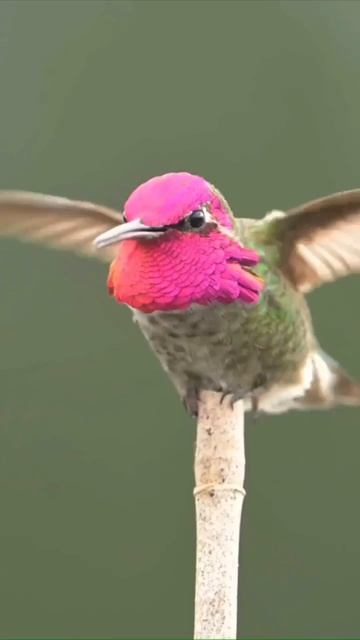 Вес самых маленьких колибри из числа взрослых особей не превышает трёх граммов