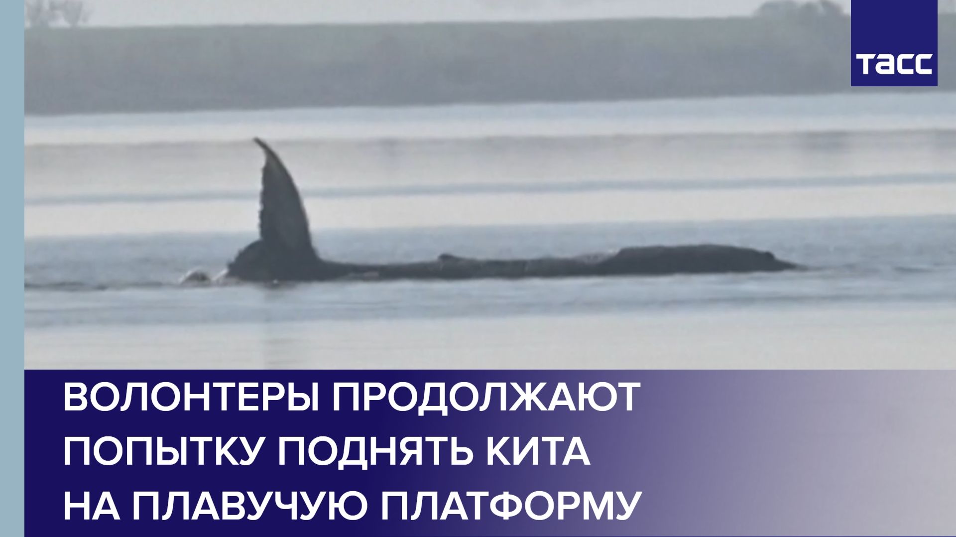 Волонтеры продолжают попытку поднять кита на плавучую платформу