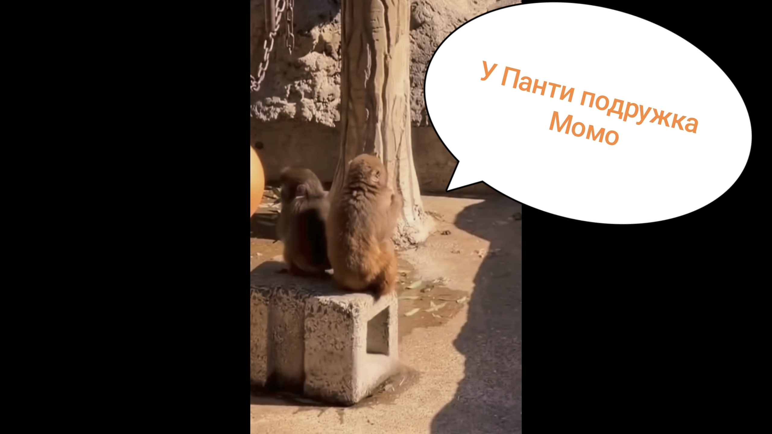 У сироты ПАНТИ появилась подружка Момо