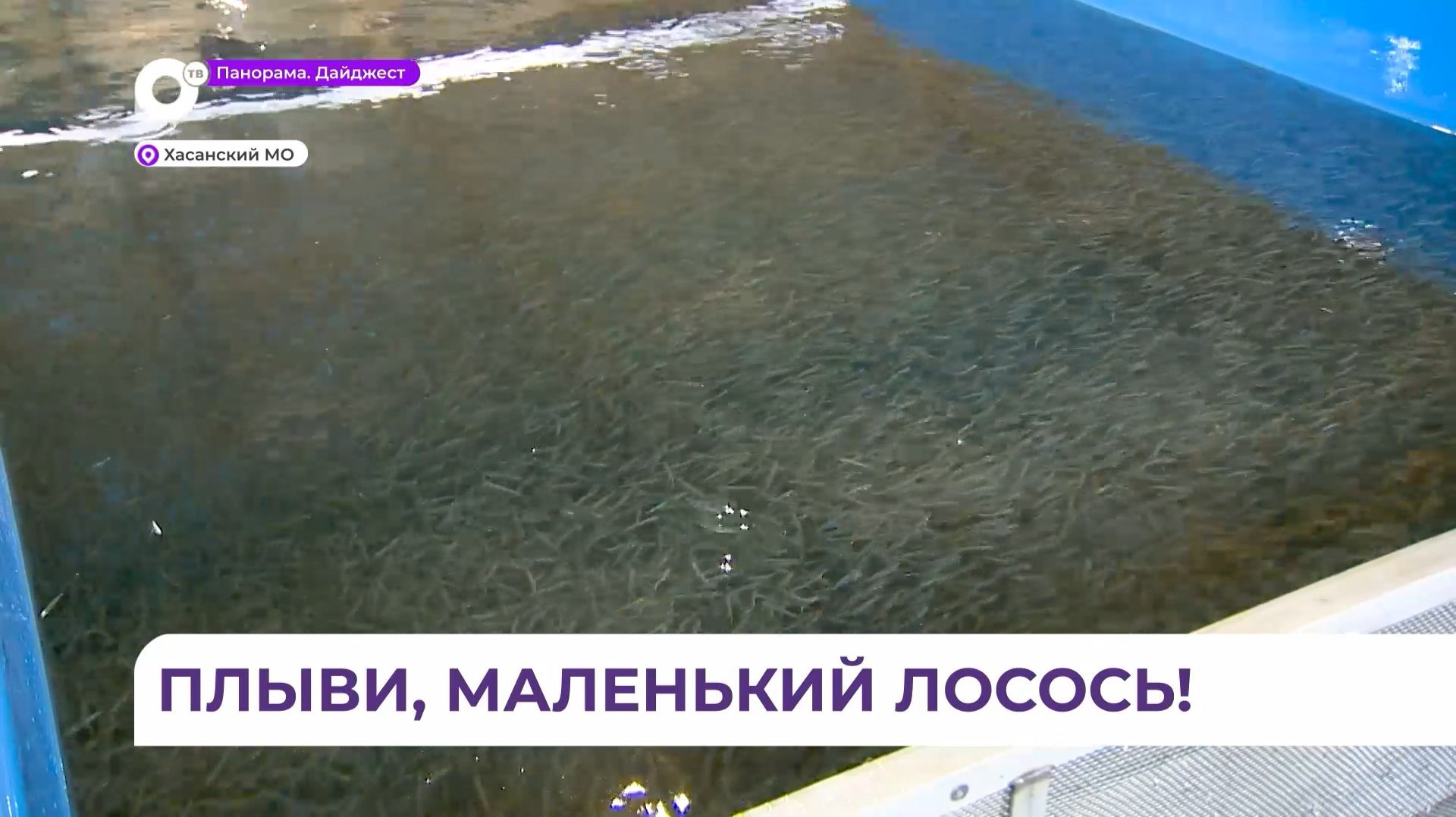 Более двух миллионов мальков кеты выпустили в реку Барабашевка в Приморье