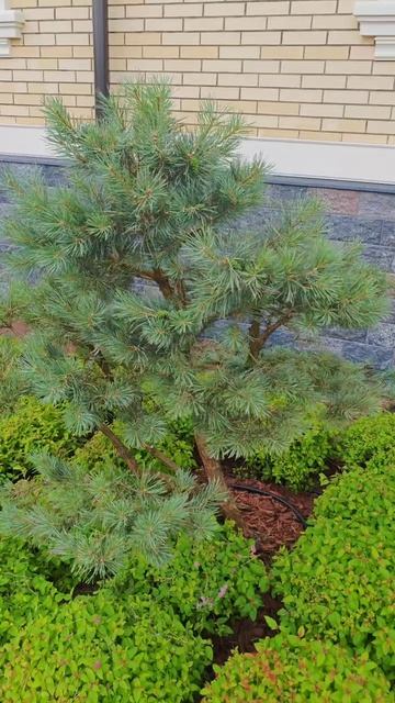 сосна сформирована в природном стиле 

Результат: Удалена лишняя густота, открыта красивая графика с