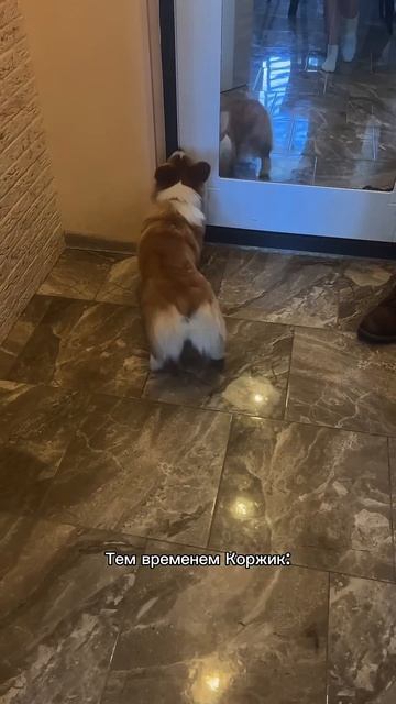 Подписка = ежедневная доза корги #корги #corgi #собака #corgishorts #tiktok #смешныевидео #corgidog