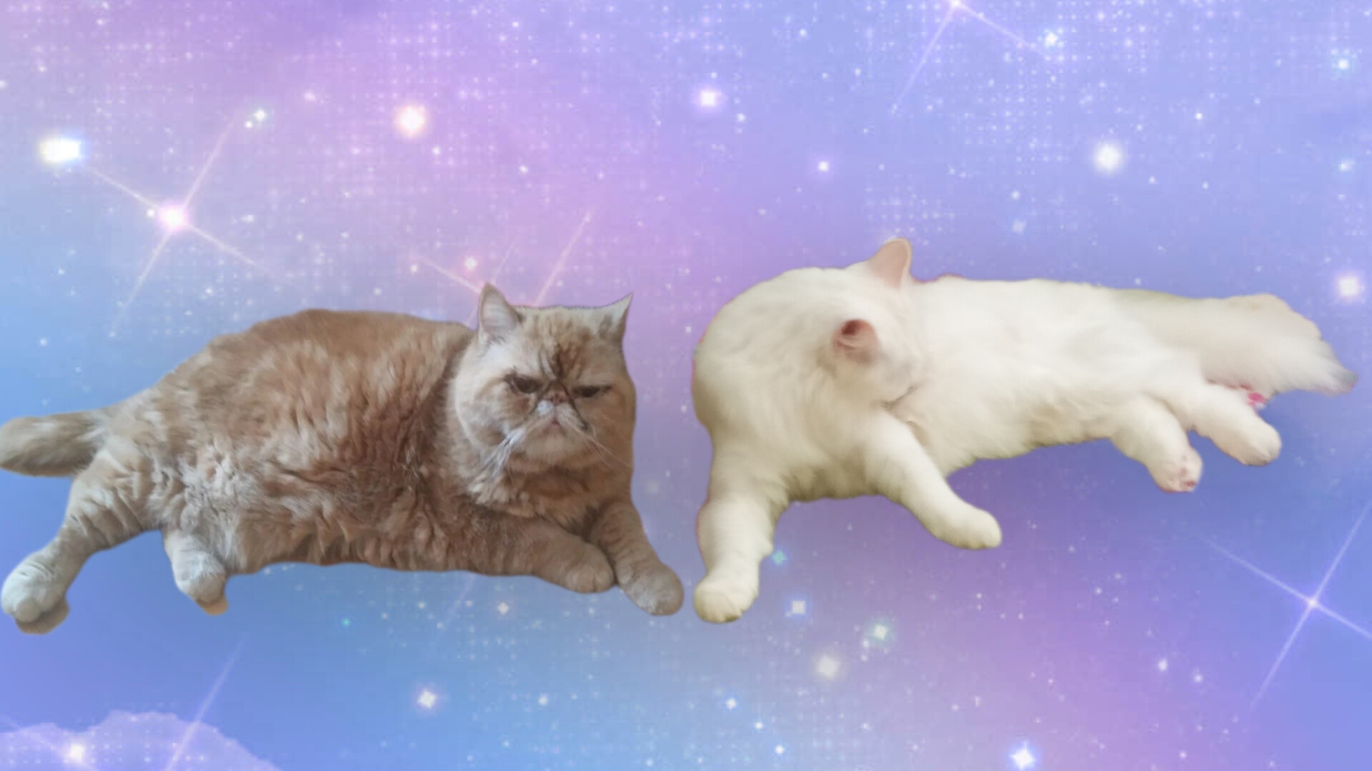 коллаб с Юлей про наших кошек Софию и Бусю