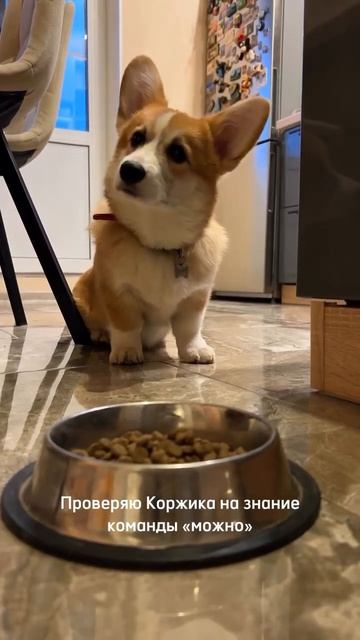 Коржик каждый день  #корги #corgi #собака #corgishorts #tiktok #смешныевидео #corgidog #шортс