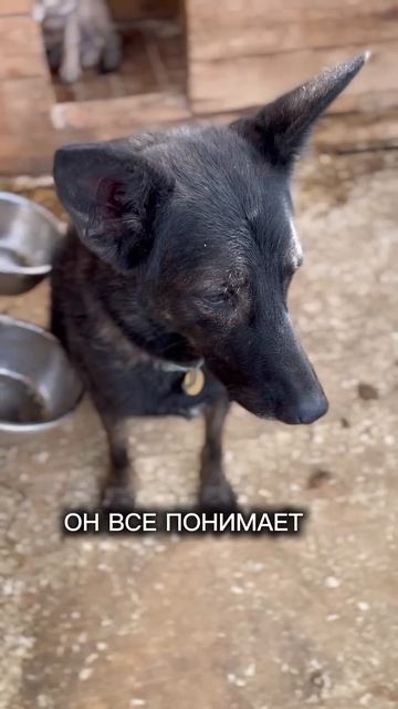 Дружок ищет семью! Хозяин найдись! ❤️