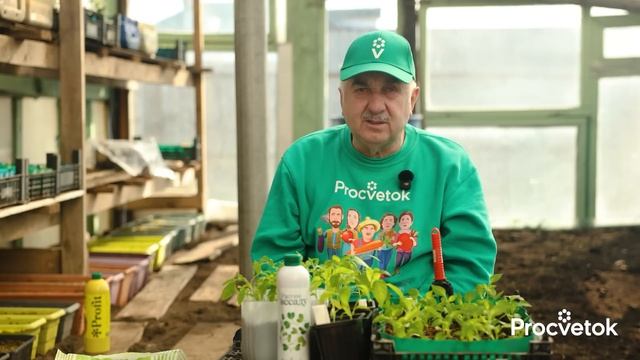 ПЕРВАЯ ПОДКОРМКА РАССАДЫ, от которой зависит будущий урожай!