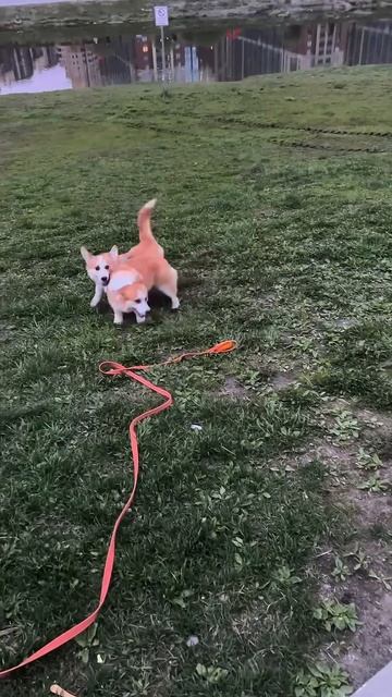 Поделись с тем, кто понимает, что такое “свой пёс” #корги #смешныеживотные #corgi #поведение #shorts