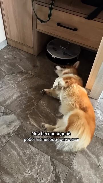 Подписывайся, чтобы не пропустить коржедень #корги #смешныеживотные #funnydogs #corgi #поведение