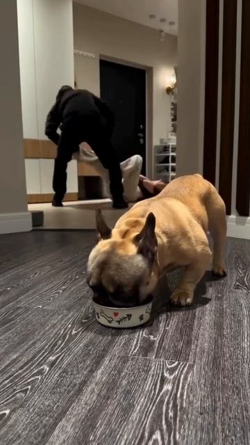 Квартира под надёжной защитой 💃