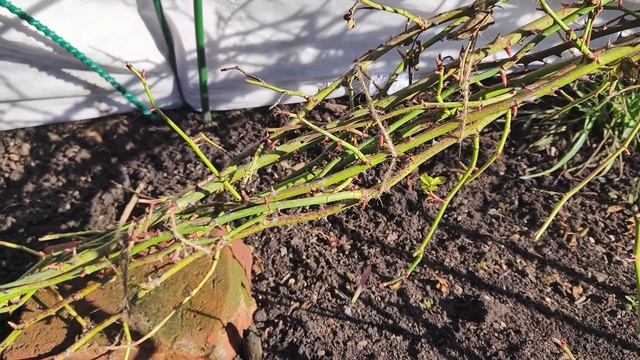 Итоги зимовки 2026. Санитарная обрезка.