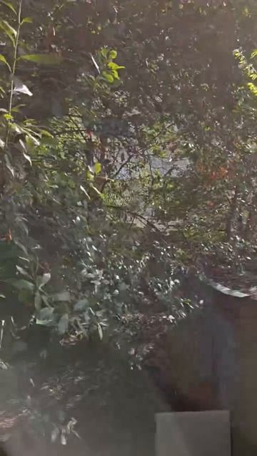 Участок Кацивели ул. Шулейкина.mp4