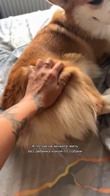 Подписывайся, чтобы не пропустить коржедень #корги #коргипемброк #corgi #корж #коргисобака #shorts