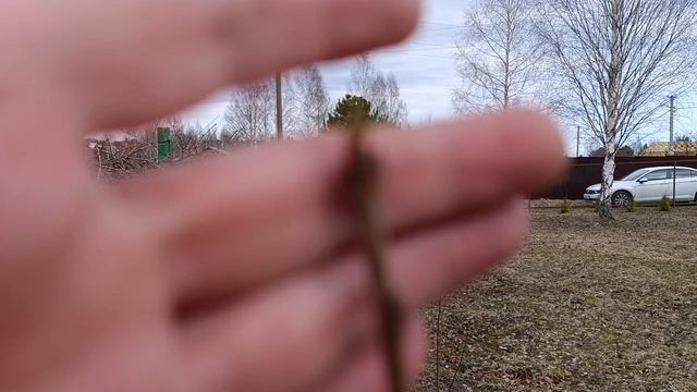 апрель, вишня владимирская и сосны, тепло.