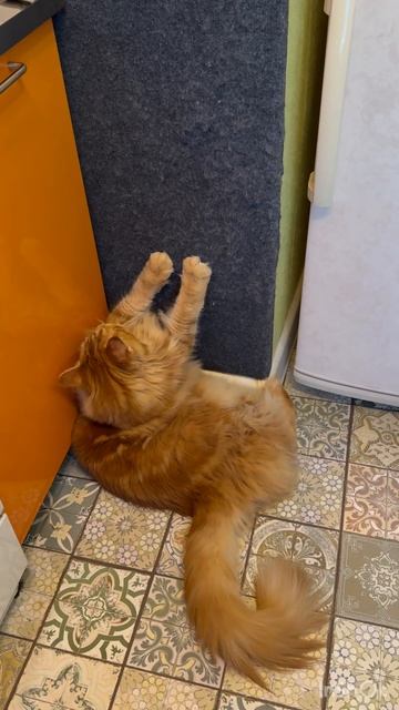 Кот и лень😽#кот #животные #shorts #mainecoon #kunsokunmi #humor #любовь #лень #мейнкун #добро #милот