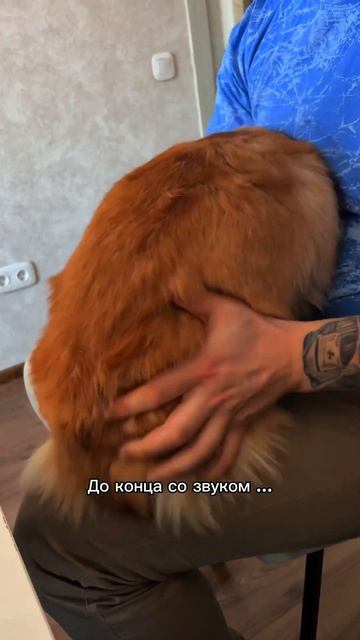 Новая озвучка Коржа