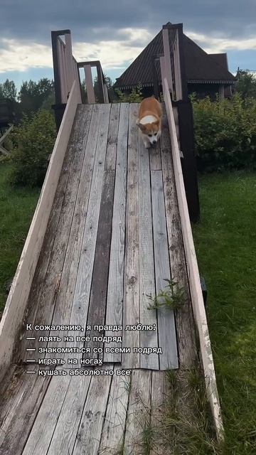 Подписывайся, чтобы не пропустить коржедень #корги #коргипемброк #corgi #корж #коргисобака #shorts