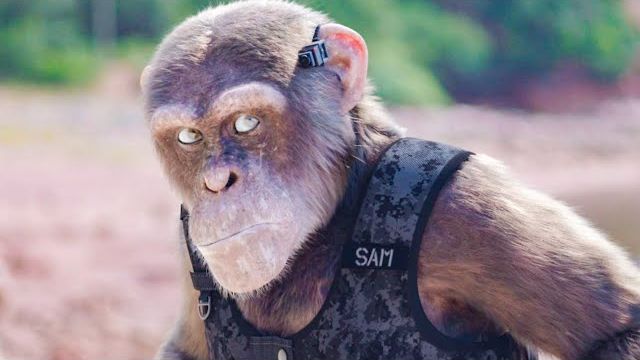 Шимпанзе под прикрытием C.I.Ape. Русский трейлер.