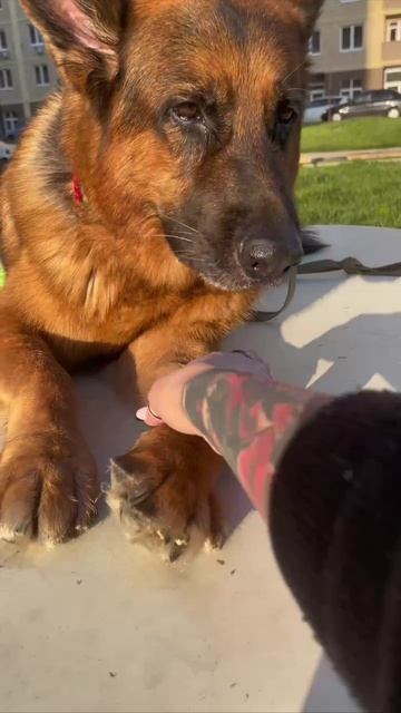 Фотомоделькин готов позировать всегда😍