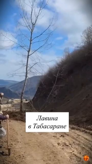 #shorts #дагестан Дерево, мать с ребенком, которые  хотят жить.Жалко даже убирать это. Табасаран.