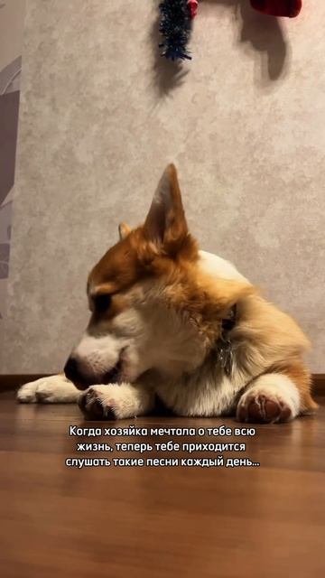 В блоге про жизнь с Моржом