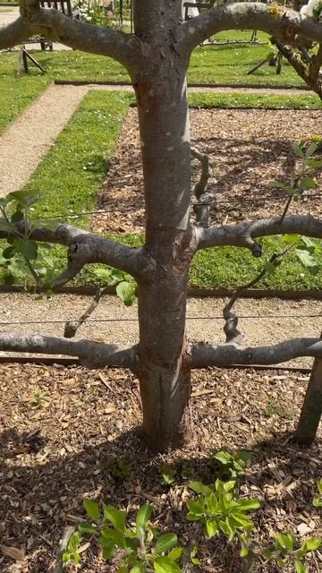 Яблони как произведение искусства во французском саду