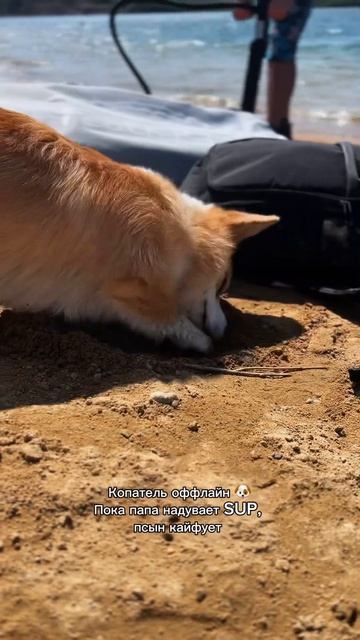 Ты ещё не с нами? Коржик обидится! #корги #dogpersonality #corgi #поведение #shorts