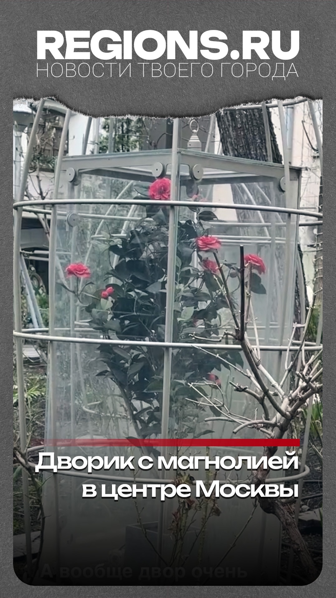 Дворик с магнолией в центре Москвы