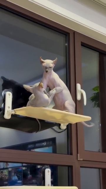 За такой дракой можно не только смотреть, но и слушать ее😂😻