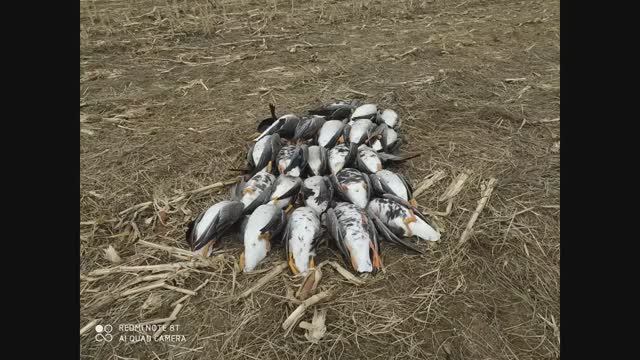 ОХОТА НА ГУСЯ, ГУСИНОЕ ЭЛЬДОРАДО