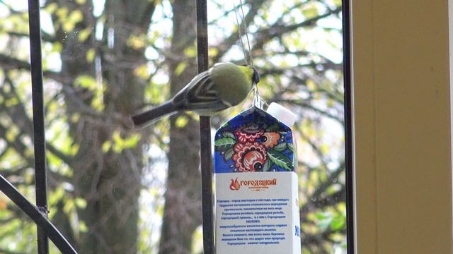 2Синица-барабанщик