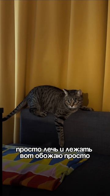 Шпроточка кошка шпротина