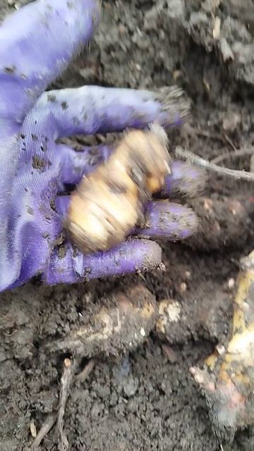 Топинамбур земляная груша полезный корнеплод