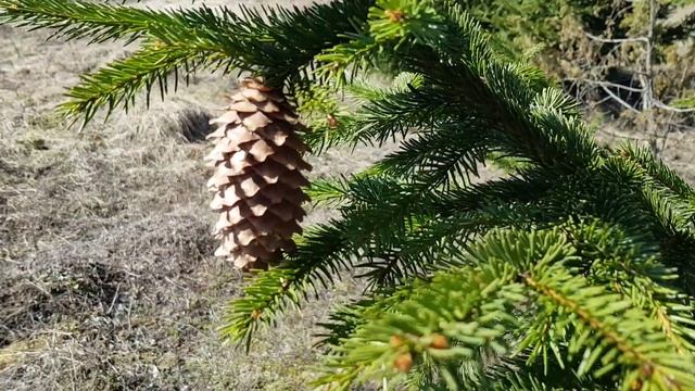 06Ёлка и шишки в весеннем лесу Футажи Красивая природа