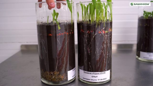 Думаете погода  главный фактор урожая? Ошибаетесь! Всё решает корень.