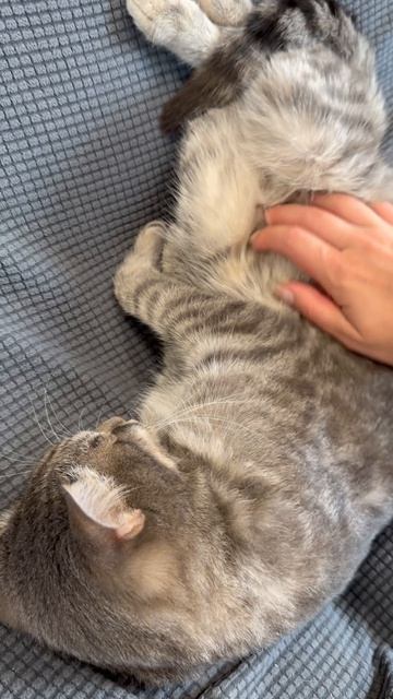 Милый спящий котик 😺🐱