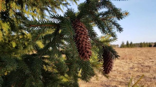 04Ёлка и шишки в весеннем лесу Футажи Красивая природа