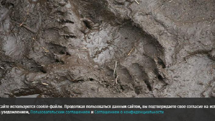 На Аляске двое военных США пострадали после встречи с медведем