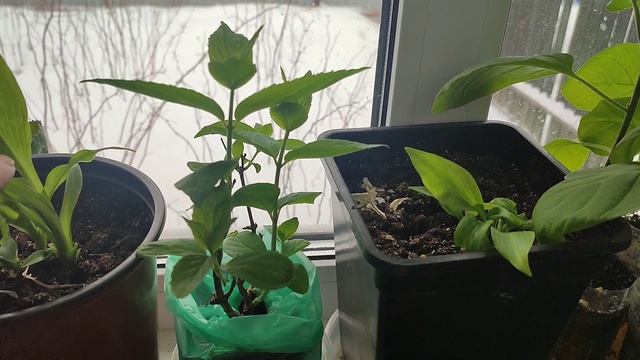 Снежная весна и мои растишки.