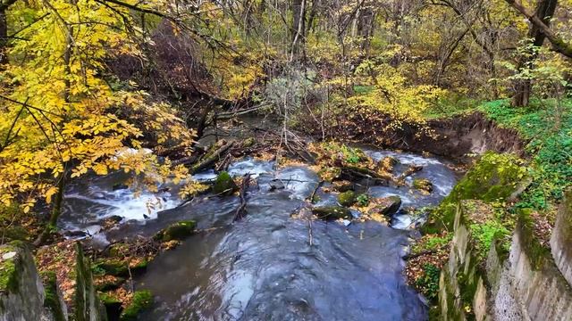 Symphony Of Forest Bird Singing   Relaxing Soundscape For Deep Sleep