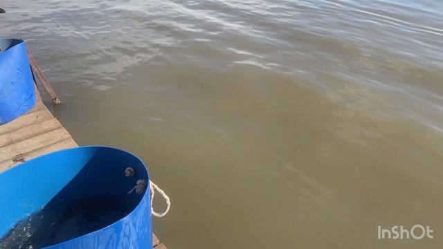 Субботний запуск форели !