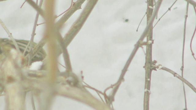 7Чечетки-знакомство звук-2