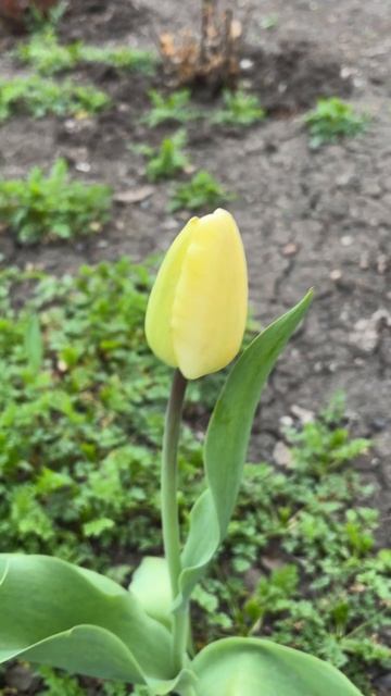 ДНР. Харцызск. 18.04.2026. Цветы у домаю. Тюльпаны. Эпизод 6