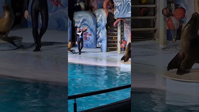 Морская львица в Новосибирском дельфинарии