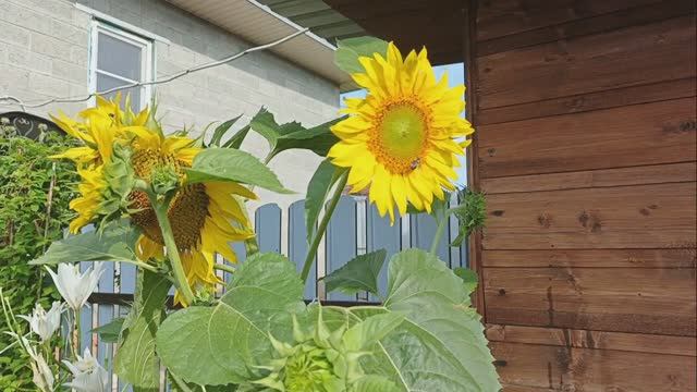 Подсолнушки