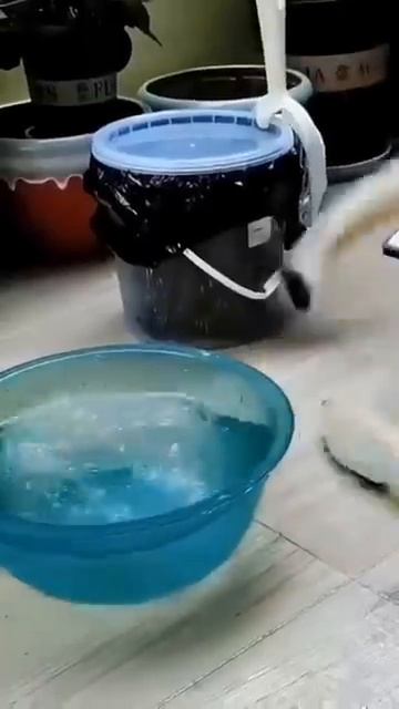 Кошаки  и любимая ими рыба 