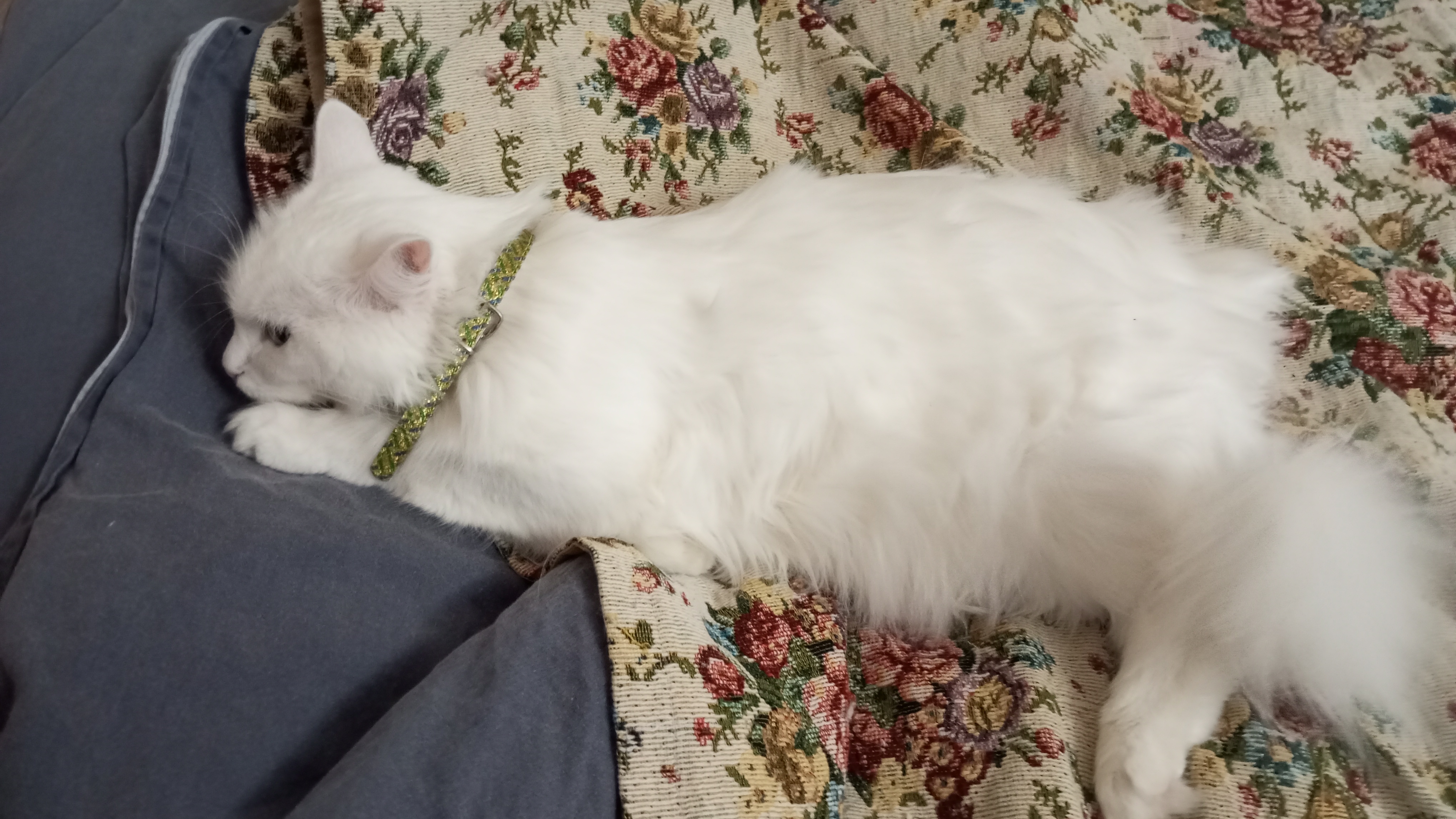 трейлер фильма Софи буто НЛО