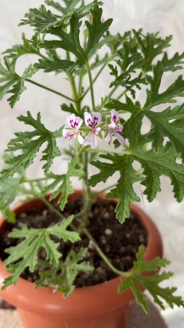 ДНР. Харцызск. 18.04.2026. Цветы у дома. Первое цветение душистой пеларгонии P.Radens . Эпизод 1