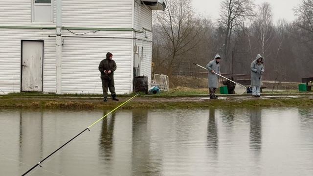 Очередная поимка форели на спиннинг