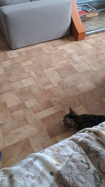 Живой кошачий домик